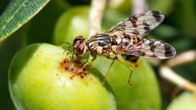 Erdek’te zeytin üreticilerine zeytin sineği uyarısı