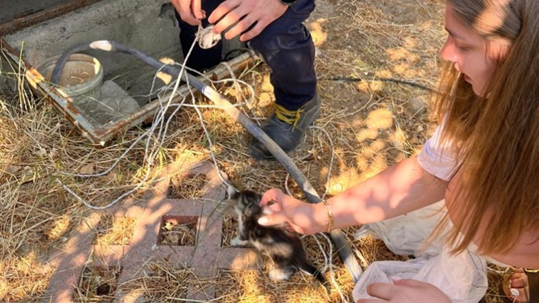 Gömeç’te Mahsur Kalan 3 Yavru Kedi Kurtarıldı