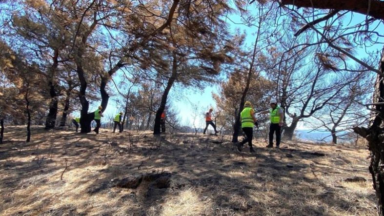 Gömeç'te yangından etkilenen orman alanlarında rehabilitasyon çalışmaları başladı
