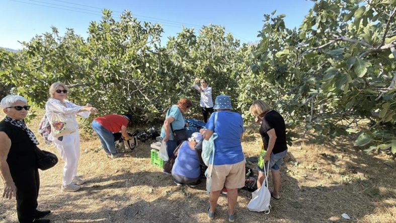 Havran'da siyah incir hasadı turizme açıldı