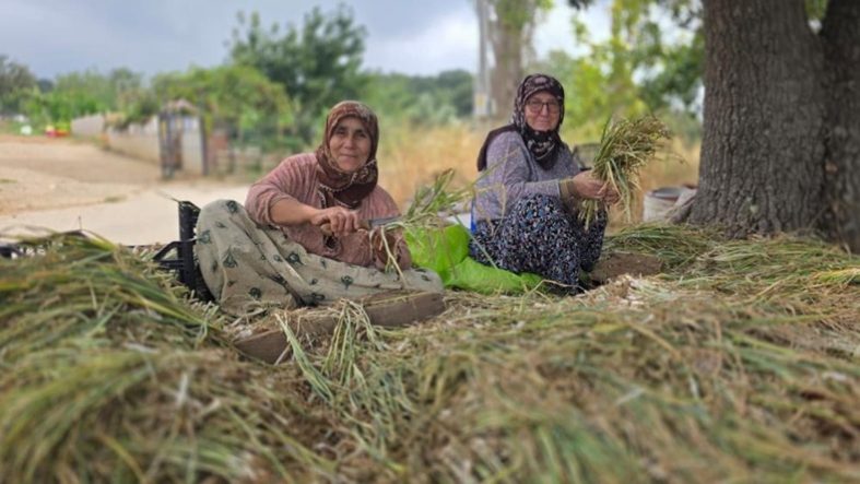 Türkiye’nin pırasa ambarında üretim mesaisi sürüyor