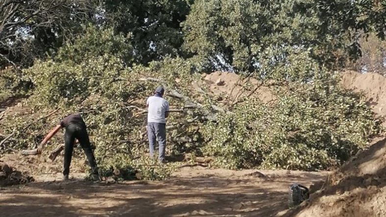 Adramytteion kazı alanında 6 tescilsiz meşe ağacı için kesim kararı çıktı