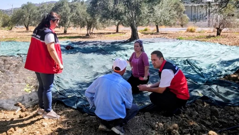 Gömeç’te Zeytin Hasadına başlandı