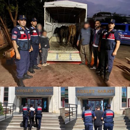Jandarma çalınan 13 hayvanın izini sürdü: 3 büyükbaş sahibine teslim edildi