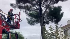 Ağaçta mahsur kalan kediyi itfaiye kurtardı