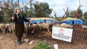 Balıkesir'de devlet desteğiyle çiftçi olan genç kadın, hayallerine kavuştu (2)
