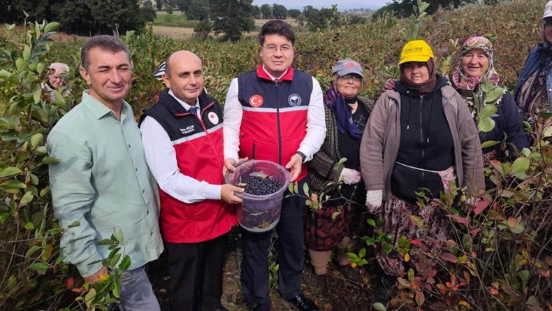 Balya-Kayalar’da aronya meyvesi hasadı başladı