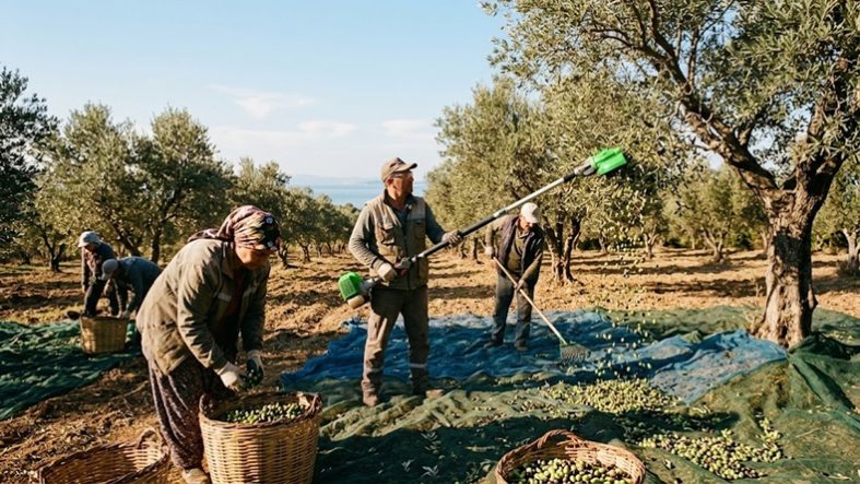 Bandırma’da 2026-2027 zeytin hasadı yevmiyeleri açıklandı