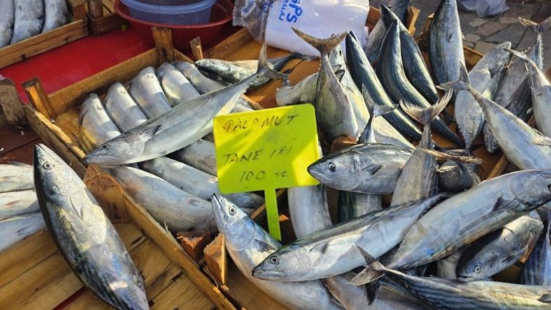 Bandırma’da palamut 100 liraya düştü