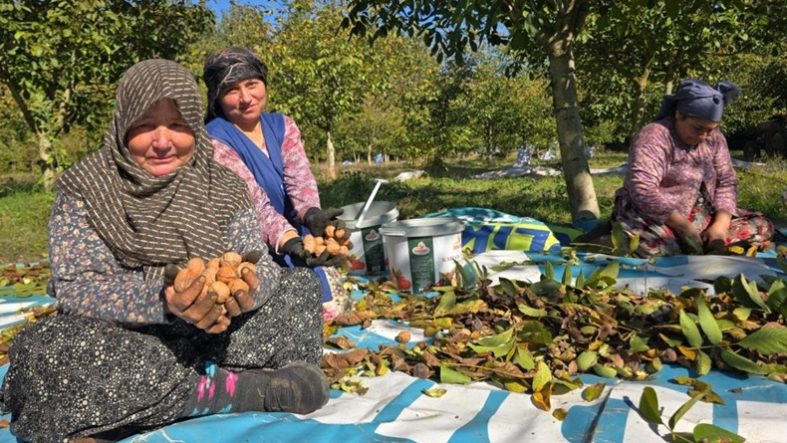 Sındırgı’da ceviz rekoltesi üreticiyi sevindirdi